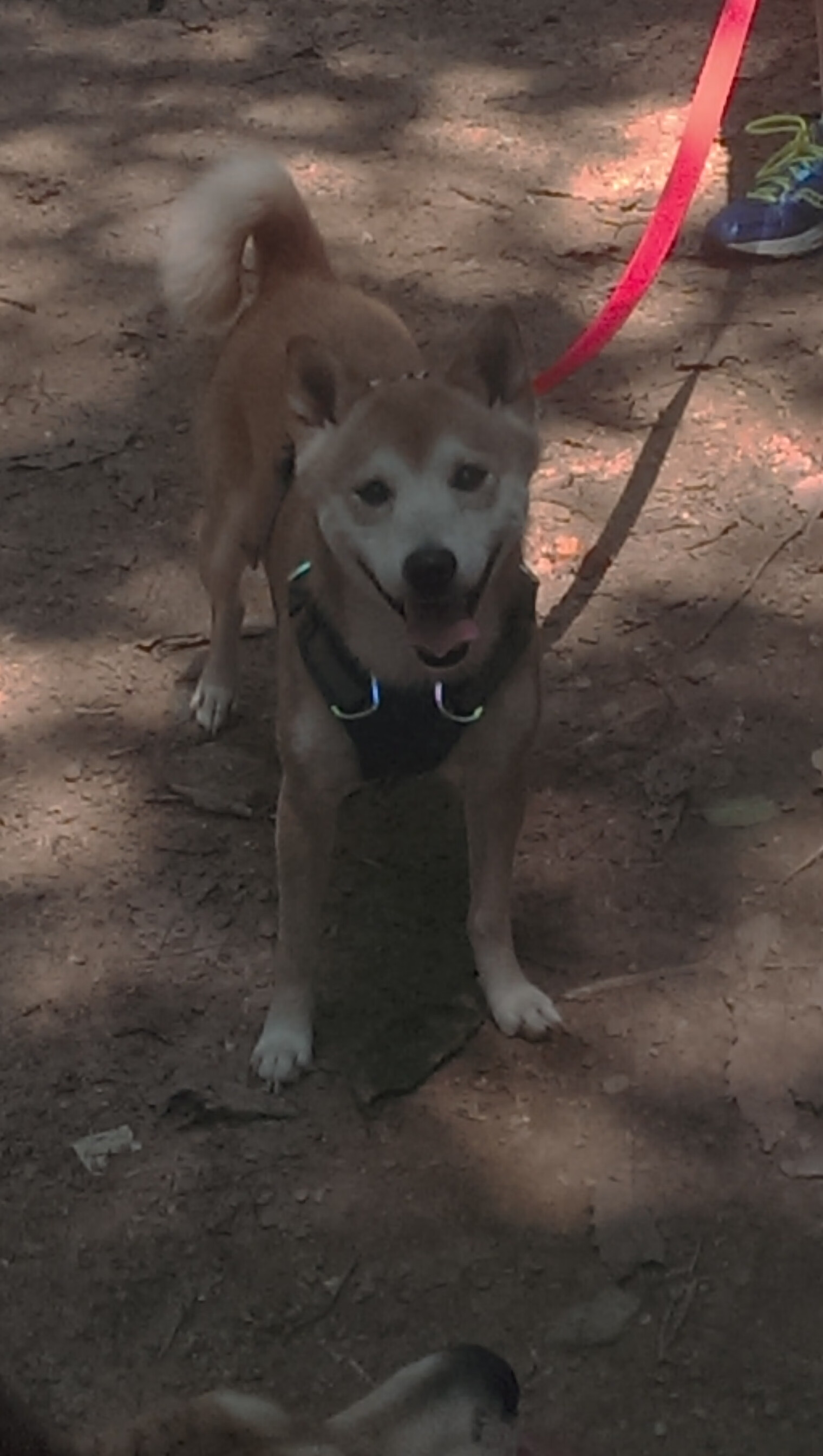 维达德卡萨布兰卡球员获选月度最佳,表现突出,达维德卡拉布里亚