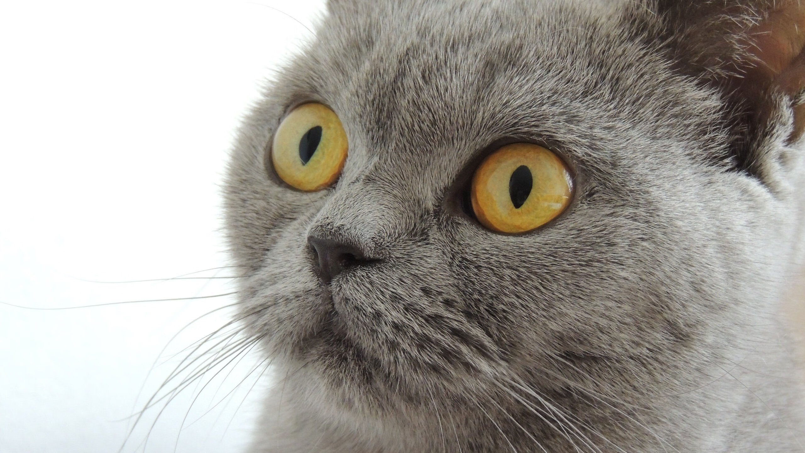 谢菲联主场击败伯明翰,保持顶尖竞技状态,谢菲联对伯明翰比分