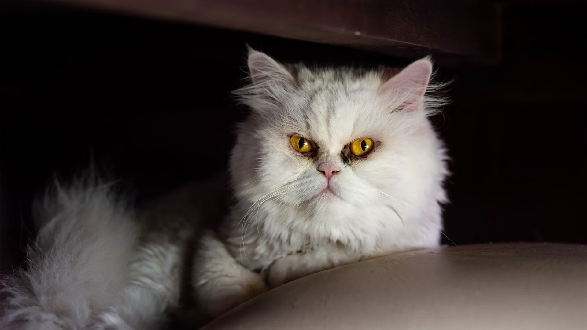 世俱杯网址-贵州恒丰智诚队客场击败天津泰达队，贵州恒丰智诚球员名单