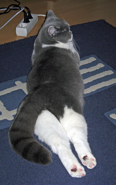 世俱杯对阵表-雄独行侠队客场逆转，成功摧毁对手，独行侠终结雄鹿连胜