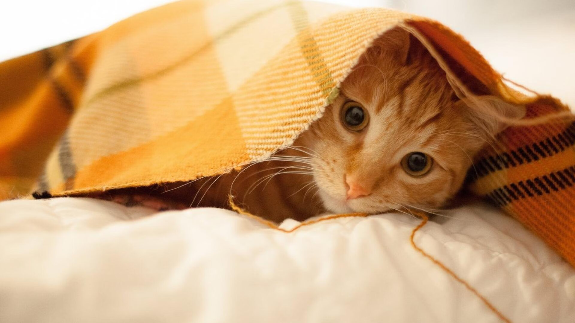 阿森纳击败布莱顿,取得宝贵三分,阿森纳对布莱顿比分多少