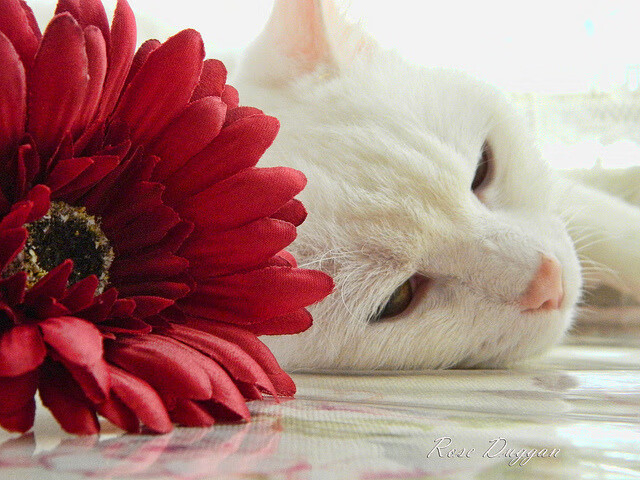 青训体系是否借鉴国外经验,青训的重要性