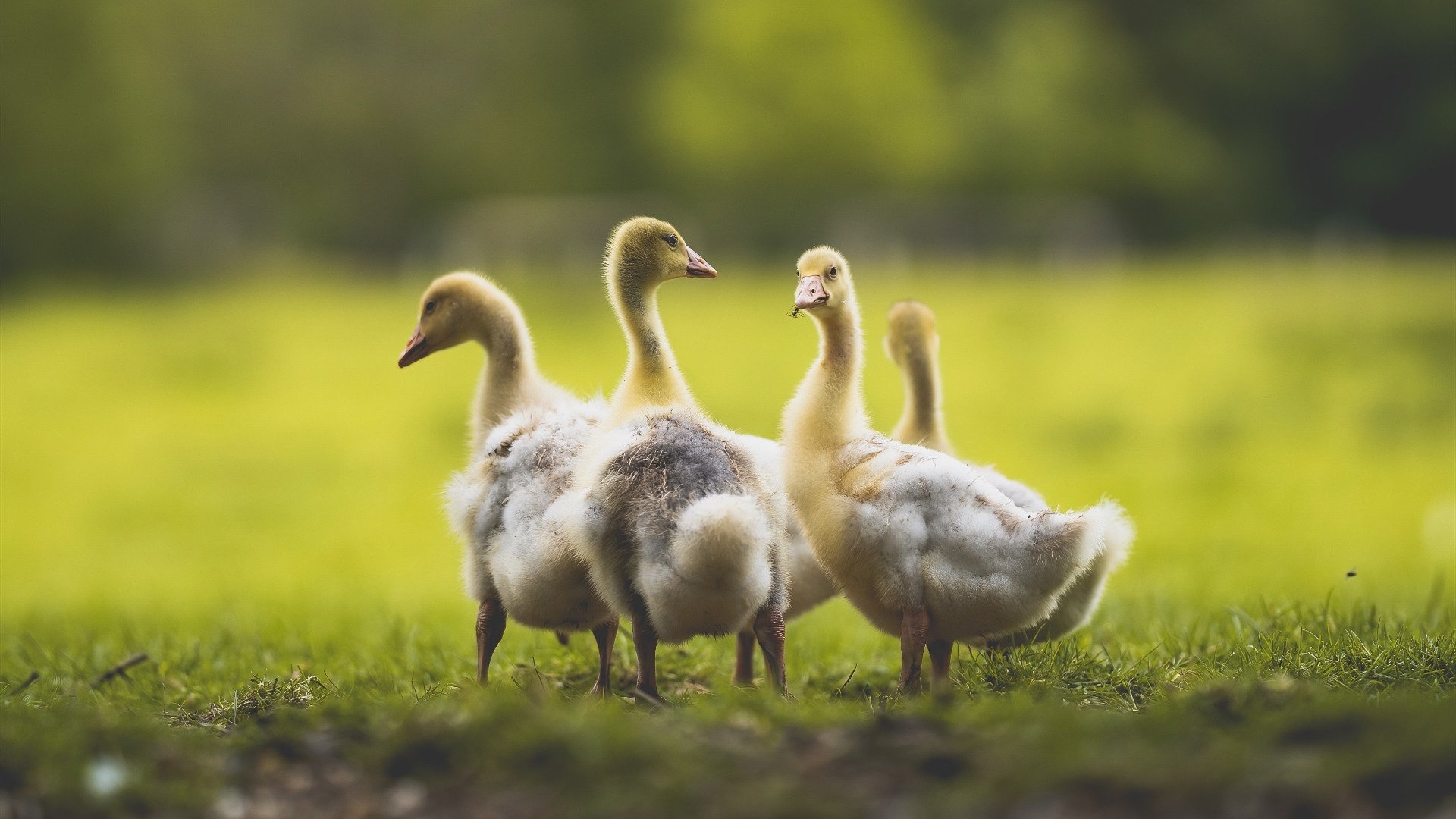 2025世俱杯赛程-中国瑜伽公开赛圆满落幕，选手表现精彩，2021瑜伽大赛