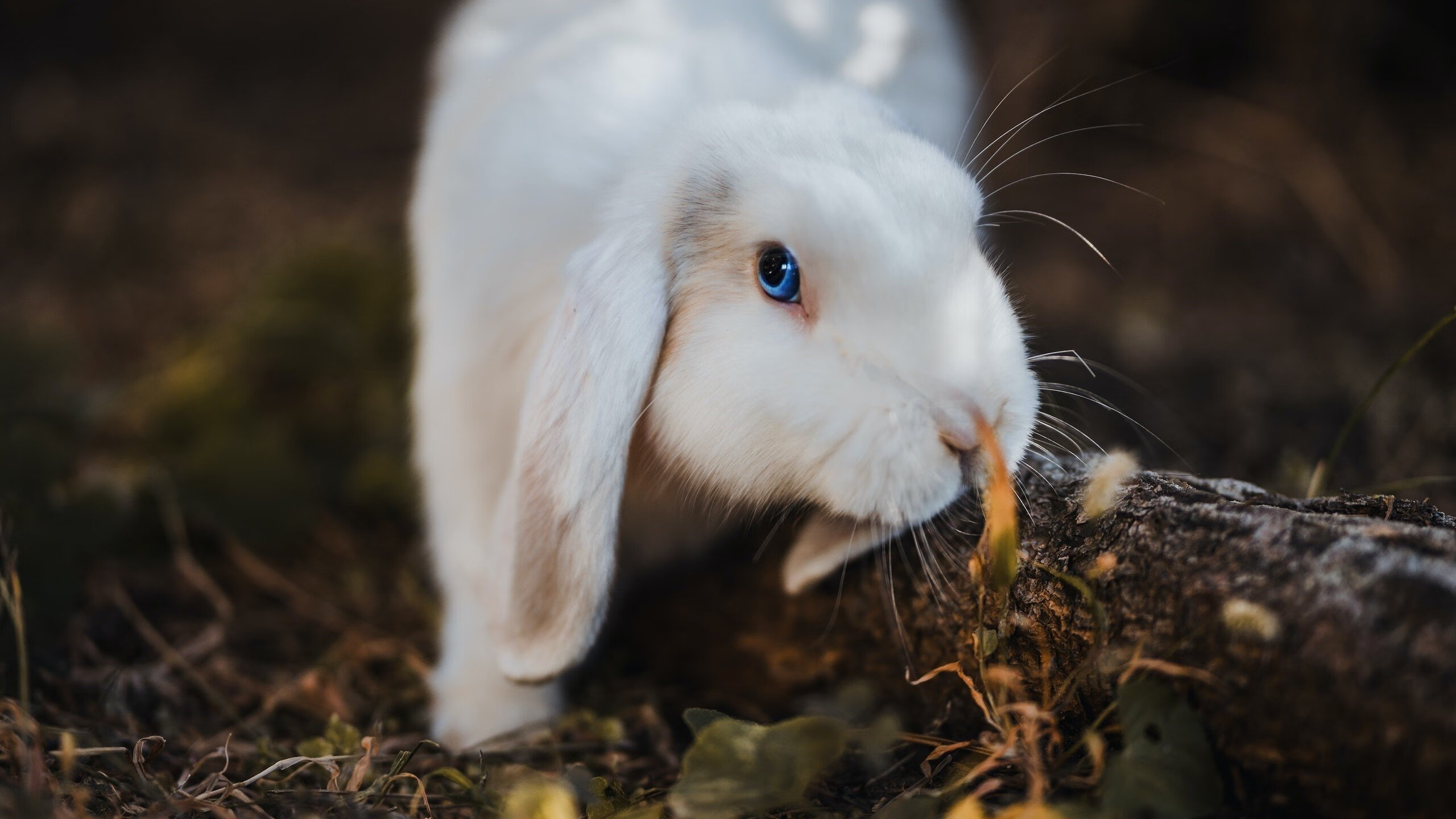 体育教学中创新教学方法应用研究,体育教学创新与实践研究