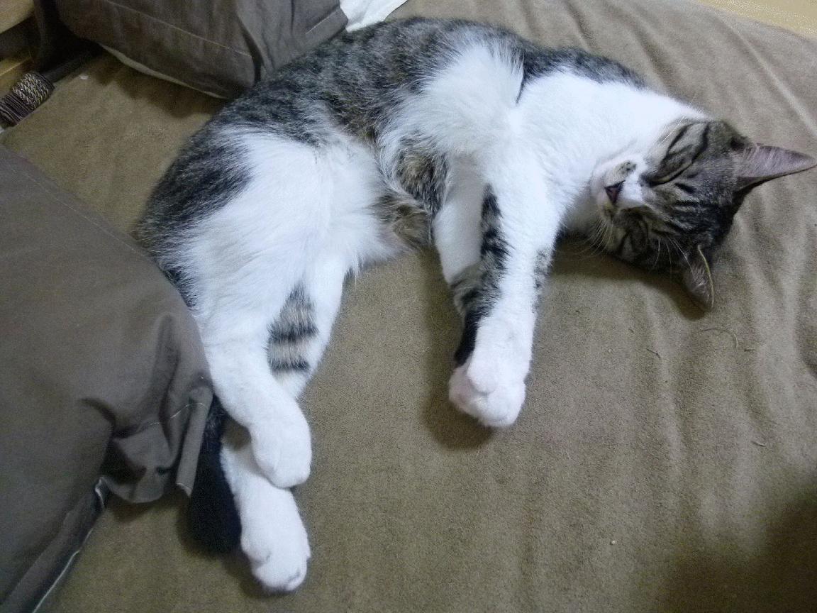 球员盘点:本季最具影响力的中场大师,目前中场大师