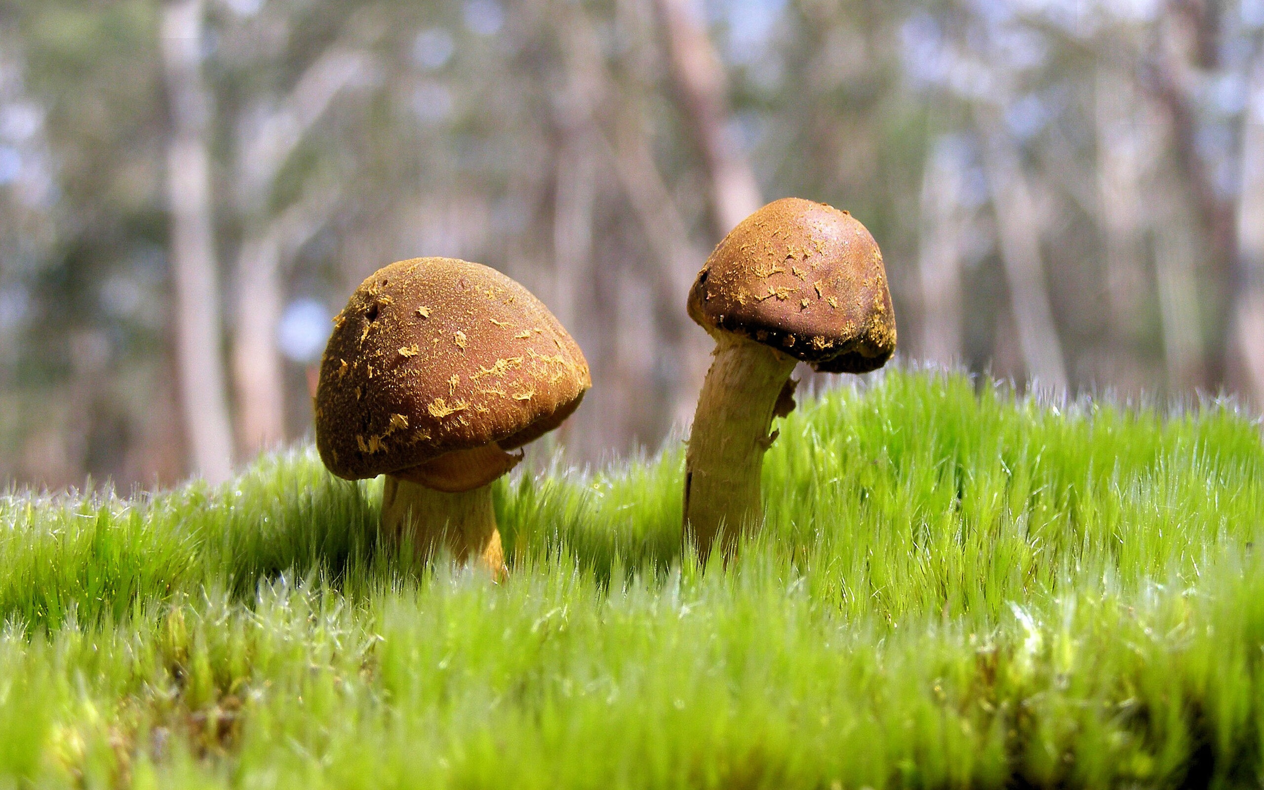 体育新闻中心发布体育赛事AI辅助裁判系统,ai裁判 体操