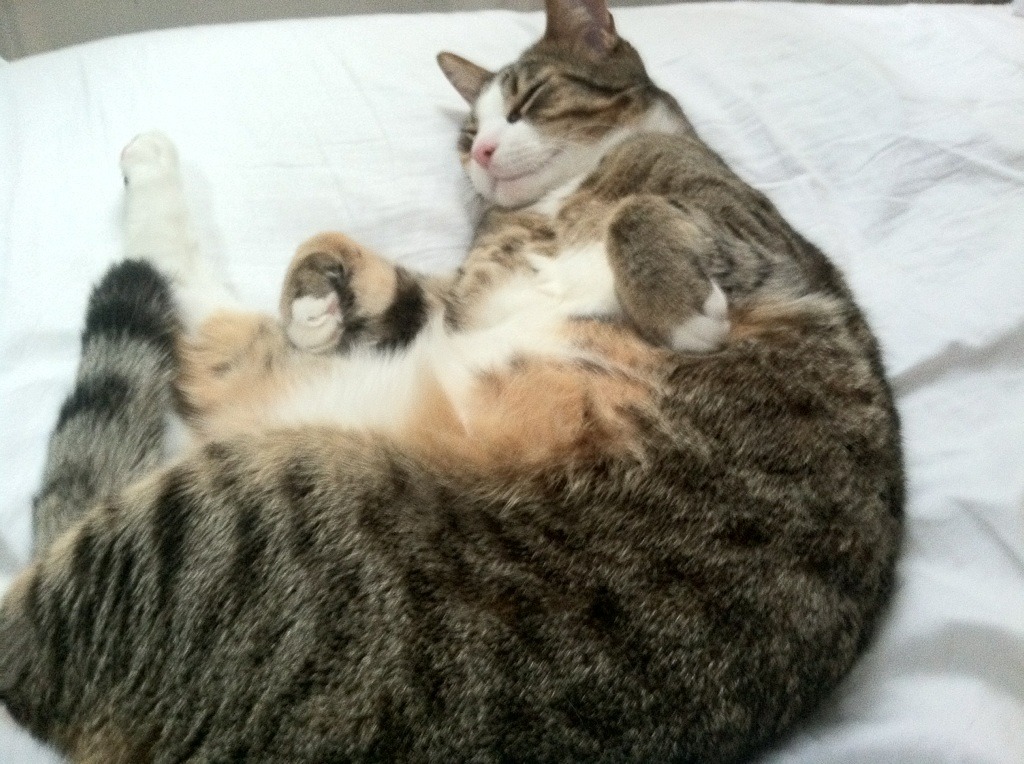 世俱杯足球-波兰队在国际乒联混合团体世界杯的出色表现分析，波兰国家队世界杯阵容