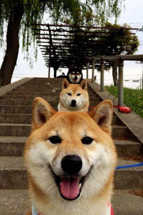 巴西队在南美预赛中领先,出线几乎板上钉钉