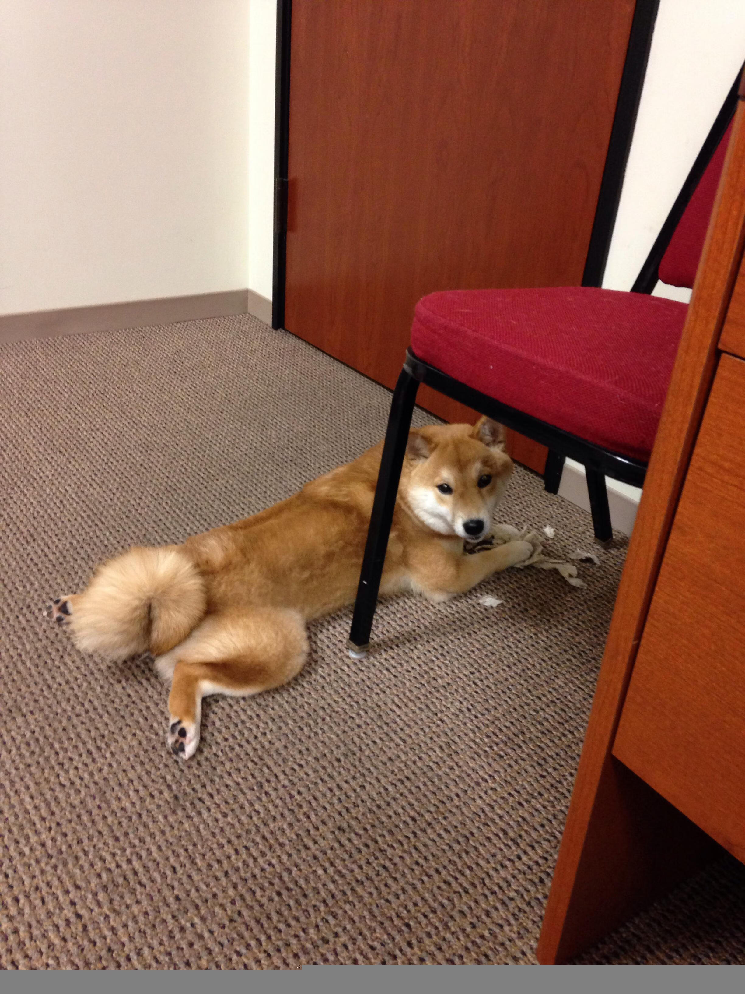 世俱杯直播在线观看免费-特色主题足球训练营受欢迎，吸引大量青少年参加，青少年足球训练营简介