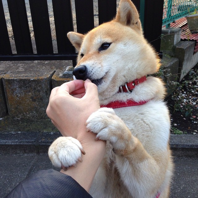 美洲杯奋战不息:明星拼搏,精彩绝伦!,美洲杯人气